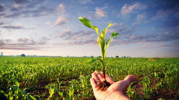 Qualità della coltivazione biologica: nutrimento per l’anima?