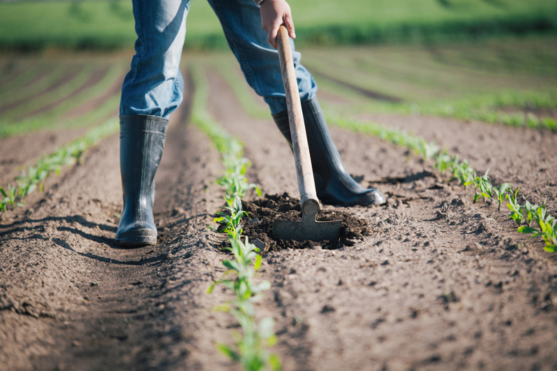 Aziende agricole italiane in rosa